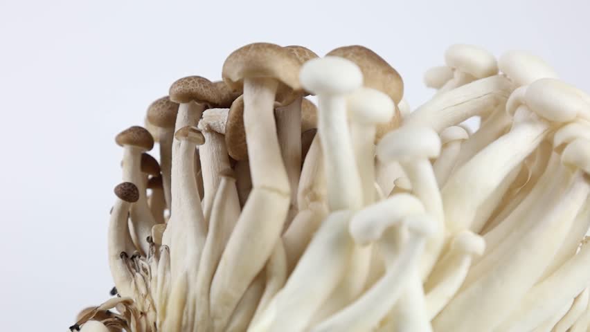 White and Broun Shimeji mushrooms, rotation on white background. Slow motion macro footage, selective focus.