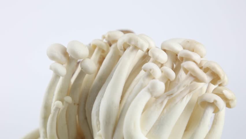 White and Broun Shimeji mushrooms, rotation on white background. Slow motion macro footage, selective focus.