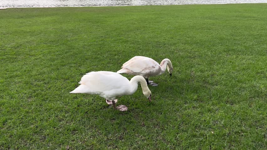 Swans In Garden Palace of Versailles, Paris France