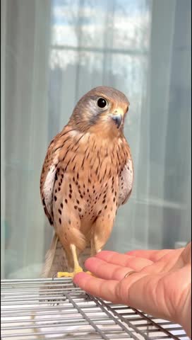 The falcon flaps its wings.