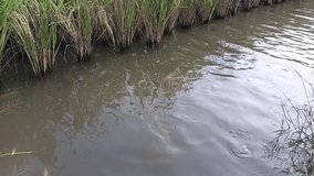 Fish in slow motion swimm at paddy field