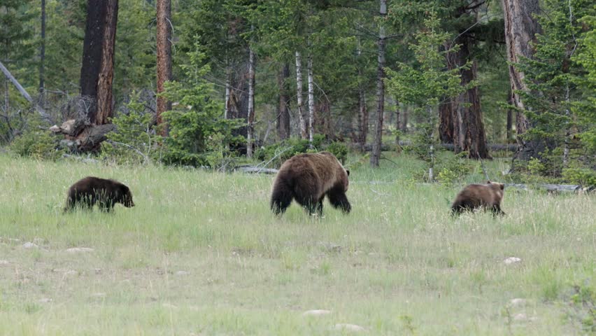 A grizzly bear mother ambles through a vibrant, green meadow dotted with wildflowers, followed closely by her cubs, as they wander and graze in the wilderness.