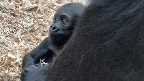 Baby gorilla plays in mom's arms, mother's day - Powered by Shutterstock - Get 15% off with code: PIKWIZARD15