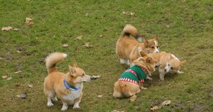 corgi dogs play and walk outdoor footage videos.