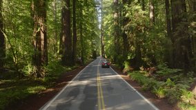 Red car driving in woods of Redwood National and State Parks, California, USA. Automobile moving fast in distance. Drone flying behind auto on highway. Picturesque forest on sunny day, 4k footage 
