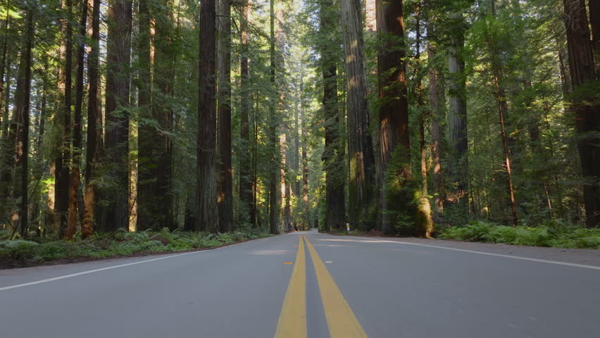 Pov of car driving on the road in Redwood National and State Parks, California, USA. Yellow lines marked in middle of highway. Big trees growing along roadway in green woods. Empty asphalt speedway