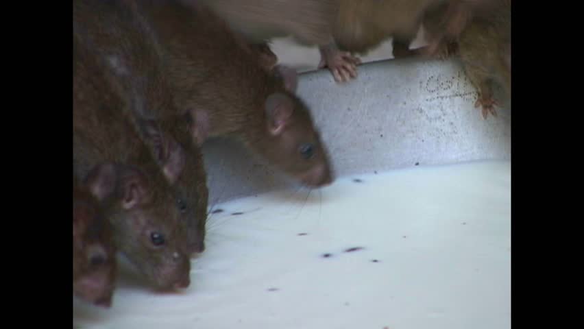 INDIA - 1999 - Extreme close-up of rats drinking out of a large tub of milk in India's Karni Mata Temple. Royalty-Free Stock Footage #3460609927