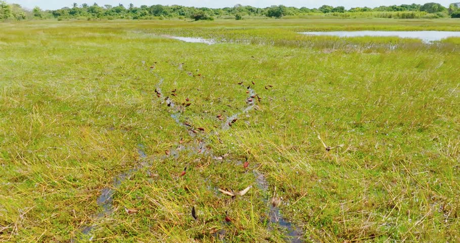 Flock of birds taking off from grassy wetlands in Arauca, Colombia, vibrant and dynamic
