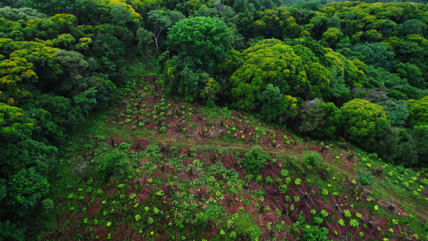 High angle view of cacao plantation in nature. Green trees in wild tropical nature. Aerial ascending footage. Costa Rica