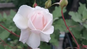 Blooming rose and flowers bud, 4k resolution video clips. 