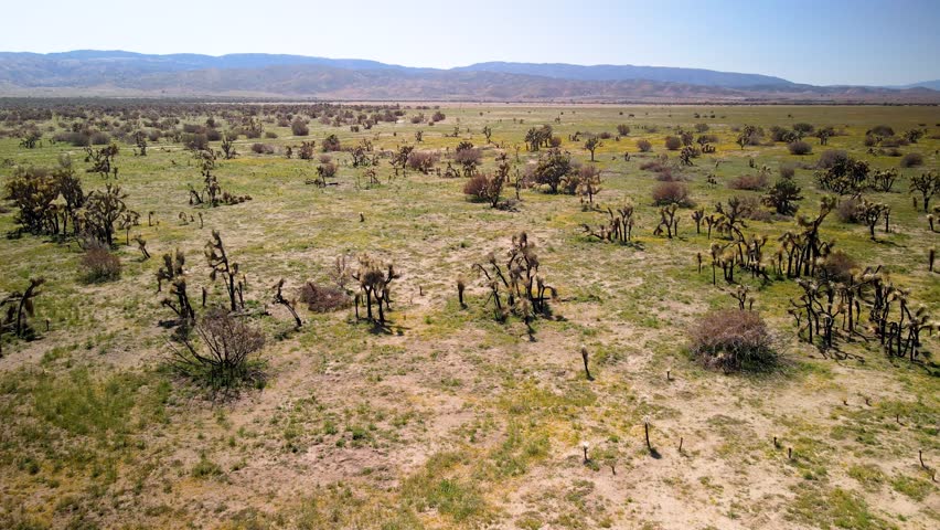 Aerial view of Joshua tree preserve near Antelope valley, California.