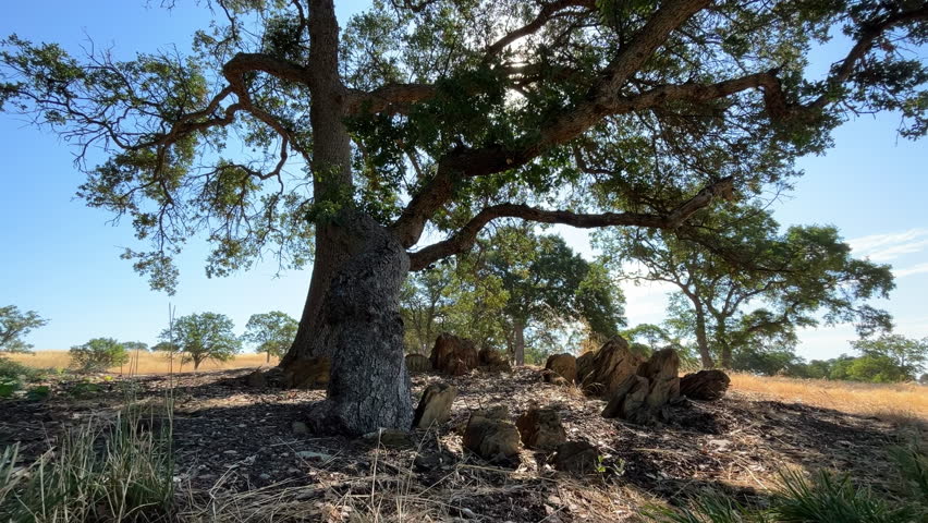 Rocks Under An Oak Tree On A Sunny Summer Day. - wide shot