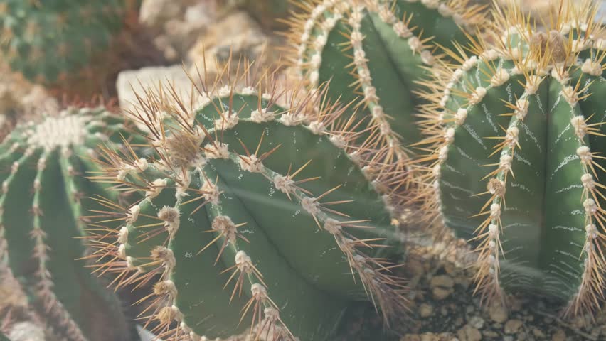 Green cactus background close-up. Succulents. 