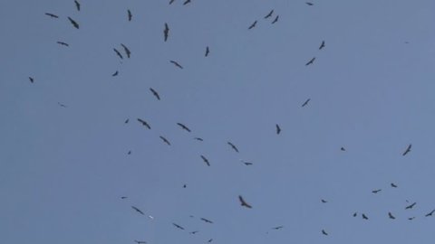 Group of Vultures flying above, against blue sky.