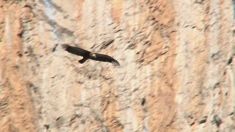 Common Vulture flying in front of mountain cliff.