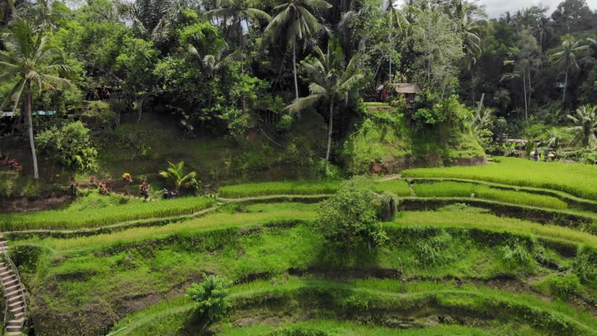 Aerial View Of Tegalalang Rice Terraces In Gianyar, Bali, Indonesia. Dolly drone approach shot.