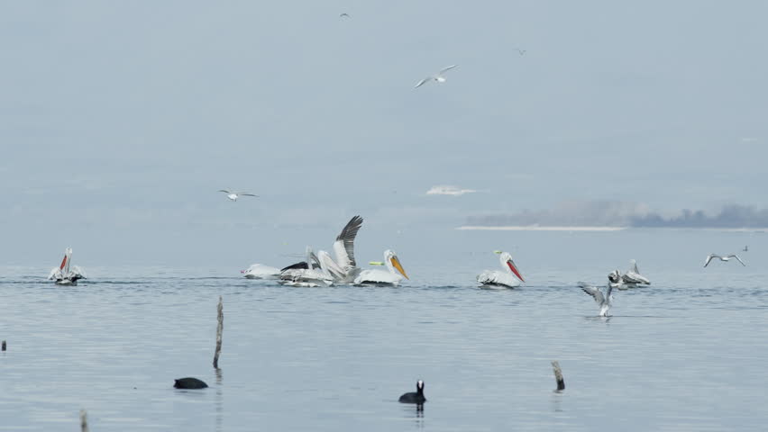 Dalmatian Pelicans spread wings and dive to hunt fish lake Kerkini