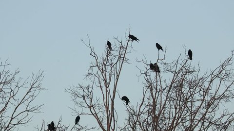 Crows sitting on bare tree branches