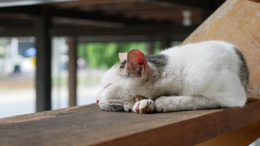 White cat sleeping on stair