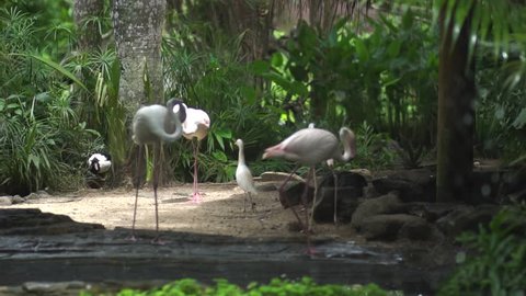 Beautiful white flamingos by the small pool, in a conservation park