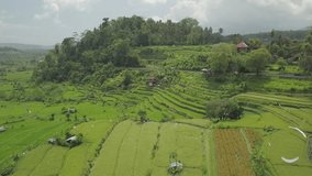 Aerial drone video of green rice terraces, fields, ricefield, trees, and mountain in Bali