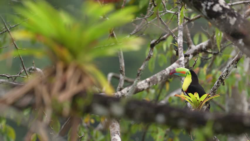 Costa Rica wildlife, tucan on tree branch. Keel-billed Toucan, Ramphastos sulfuratus, bird with big bill, sitting on the branch in the nature forest, Boca Tapada, green vegetation, Costa Rica. 