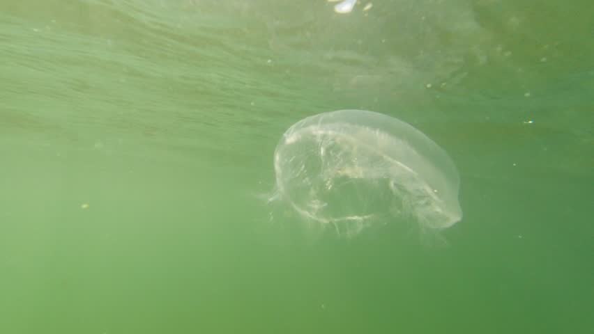Jellyfish in the waters of the Black Sea. Scientific name is Aurelia aurita Royalty-Free Stock Footage #3461064897