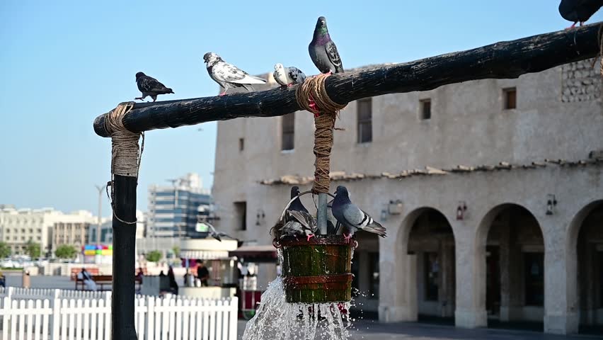 Slow motion, pigeons gather in Souq Waqif, Qatar, their graceful movements akin to a ballet. They delicately sip from antique pot, adding charm to the bustling marketplace