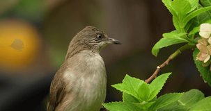 Streak-eared Bulbul (Pycnonotus Conradi), It is found from Thailand and northern and central Malay Peninsula to southern Indochina. Its natural habitat is subtropical or tropical moist lowland forests