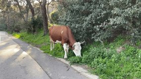 brown white cow grazing on the roadside in natural environment wonderful panoramic view animal world lifestyle 4K video shooting natural background buying now.