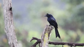 Beautiful Video Footage of Racket Tailed Drongo sitting on the trunk of a tree. Nature loving and bird loving people would definitely love this video