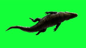 3d Illustration of Alligator swimming animation on green screen. this video has an alpha channel also it is Realtime.