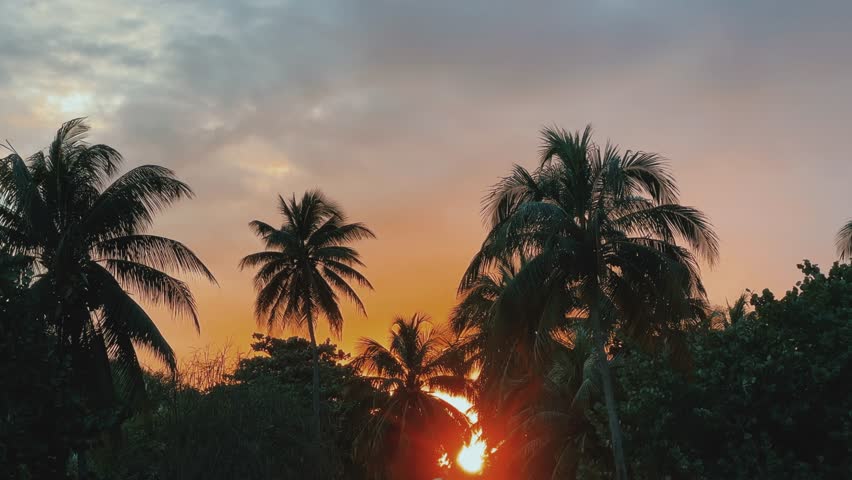 Sunset in Cuba on the background of palm trees. The silhouette of palm trees at sunset in the tropics. Panorama of silhouettes of coconut palms on a tropical beach at sunset. 4K Royalty-Free Stock Footage #3461319119