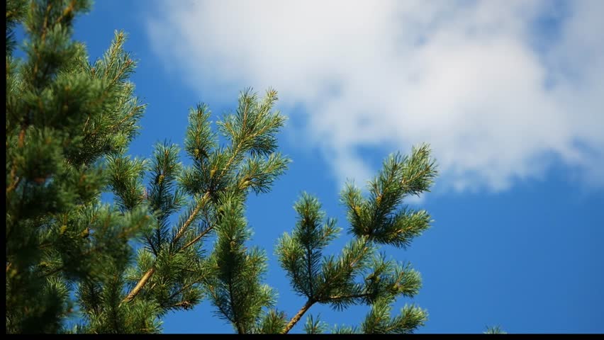 Pine branches against the background of a blue sky with white clouds horizontally. Pinaceae Family. Pinus. Copy text