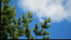 Pine branches against the background of a blue sky with white clouds horizontally. Pinaceae Family. Pinus. Copy text - Powered by Shutterstock - Get 15% off with code: PIKWIZARD15