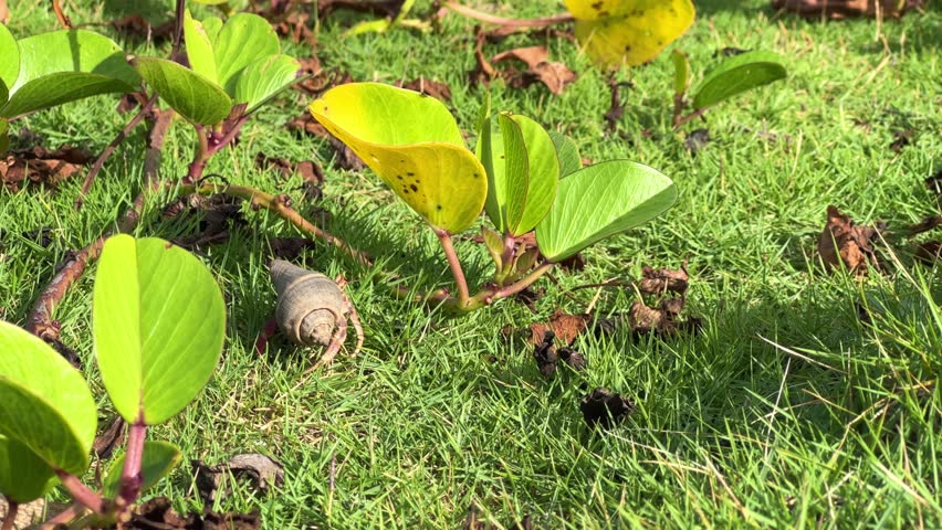 Hermit crab in Cuba. Hermit crab runs on the grass near the Atlantic Ocean. Summer vacation of a hermit crab on the ocean shore. Crustacean on the beach of Liberty Island
