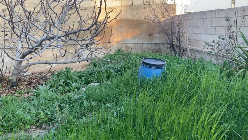 Twilight settles over a quiet yard—wind, weeds, and a blue barrel echo the stillness of dusk. spring sunset and green field 