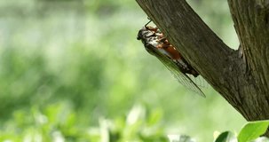 4K Video footage of the cicadas buzzing hard.
Recorded with a sound-collecting microphone.
It's a cicada called a kuma-zemi.