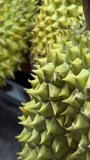 Durian market. Durian is on the back of a pickup truck prepared for sale. High quality 4k footage