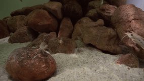 Synodontis in a freshwater aquarium stock footage video