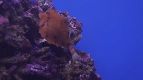 Humpback Turretfish in a marine aquarium stock footage video
