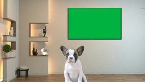 Dog sitting in front of green screen TV, living room background
