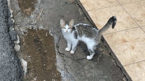 Hungry Little Cat: A Heartwarming Moment After the Rain