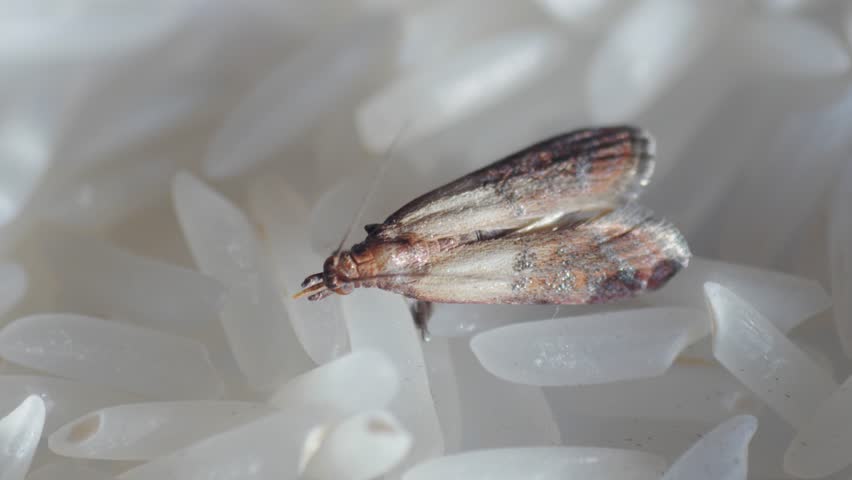 food moth, mealmoth on food, rice