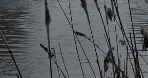 video stems of reeds growing in the river are swayed by the wind