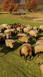 Herding sheep in sunny day. Group of beautiful domestic animals grazing on field among autumn nature. Sheep on pasture. Vertical video