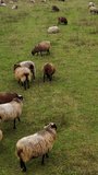 Funny fat sheep walking on a meadow. Farm livestock on pasture. Herding domestic animals on field. View from above. Vertical video
