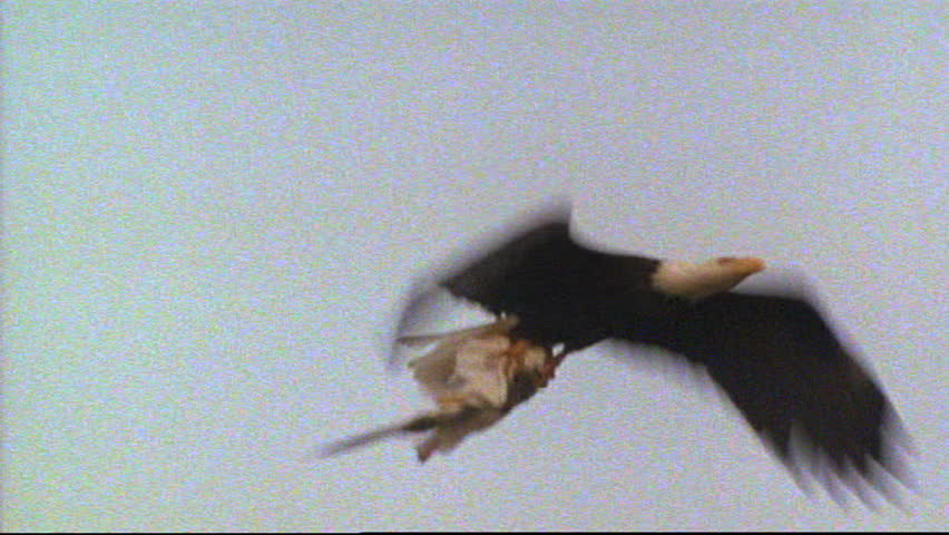 Bald eagle soaring in the air with prey in claws