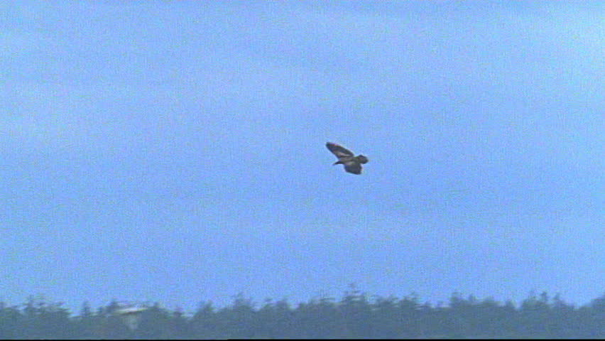 Bald eagle soaring in the air