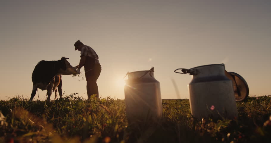 A milkman stands near a cow in a pasture. A beautiful sunset illuminates their silhouettes